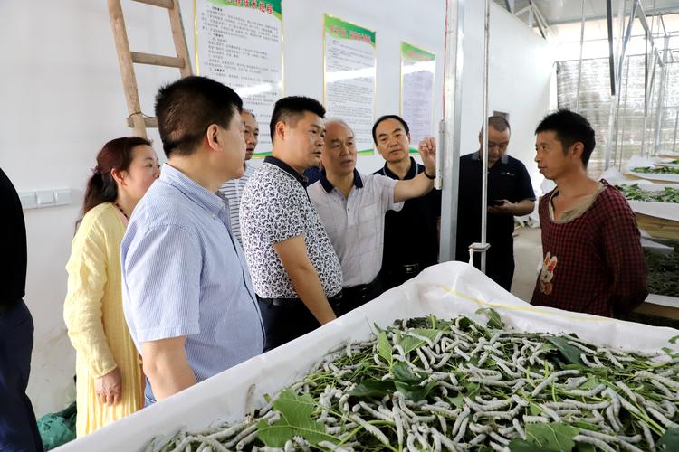 在嘉乐镇人民村现代化养蚕工厂指导新蚕品种饲养.jpg