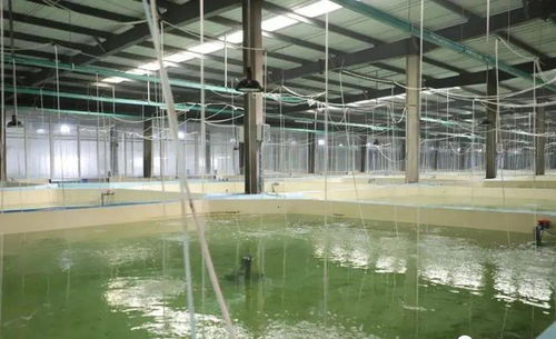 工厂化养石斑鱼,每立方米产出35公斤,比传统养殖模式效益提高3 5倍